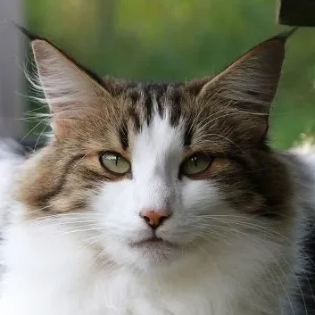 22.9.2014
PL*Atlas Titiana
Vater: GIC N*Fodnaheia’s Galypso DVM
Mutter: IC PL* Atlas Madera